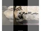 Shih Tzu PUPPY FOR SALE ADN-839636 - CKC SHIHTZU PUPPIES IN CLEVELAND OHIO