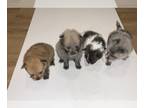 Pomeranian PUPPY FOR SALE ADN-839629 - Rare Colored Pomeranian Puppies