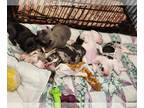 Faux Frenchbo Bulldog PUPPY FOR SALE ADN-839619 - 50 50 French Bulldog Boston