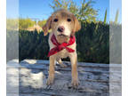 Labrador Retriever PUPPY FOR SALE ADN-839616 - English Labrador Girl AKC
