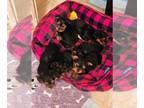 Yorkshire Terrier PUPPY FOR SALE ADN-839615 - Halloween Babies