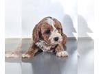Cavapoo PUPPY FOR SALE ADN-839596 - Adorable Cavapoo Puppies