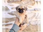 Puggle PUPPY FOR SALE ADN-839595 - Puggle