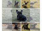 French Bulldog PUPPY FOR SALE ADN-839580 - Litter of 5