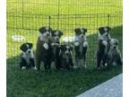 Miniature Australian Shepherd PUPPY FOR SALE ADN-839576 - Aussie puppies