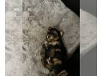 Yorkshire Terrier PUPPY FOR SALE ADN-839552 - Male Yorkie AKC