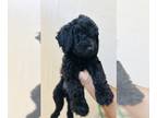 Goldendoodle PUPPY FOR SALE ADN-839548 - Goldendoodle Pups