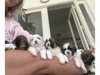 Shih Tzu PUPPY FOR SALE ADN-839540 - Hand raised Shih Tzu puppies