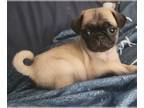Pug PUPPY FOR SALE ADN-839534 - 5 Lovable Pugs