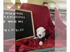 Old English Sheepdog PUPPY FOR SALE ADN-839516 - OLD ENGLISH SHEEPDOG Puppies