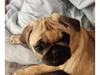 Pug PUPPY FOR SALE ADN-839492 - CKC registered Female Pug