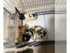 Shih-Poo PUPPY FOR SALE ADN-839481 - Shih poo