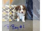 Australian Shepherd PUPPY FOR SALE ADN-839604 - Australian Shepherd Puppies