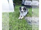Australian Shepherd PUPPY FOR SALE ADN-839571 - Australian Shepherd