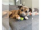 American Pit Bull Terrier-Siberian Husky Mix PUPPY FOR SALE ADN-839566 - Freyas