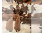 American Pit Bull Terrier PUPPY FOR SALE ADN-839564 - American Pit Bull Puppies