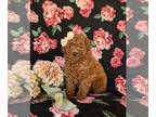Poodle (Toy) PUPPY FOR SALE ADN-839630 - AKC Toy Poodle Puppy