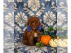 Poodle (Miniature) PUPPY FOR SALE ADN-839628 - AKC Mini Poodle Puppy