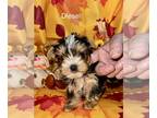 Yorkshire Terrier PUPPY FOR SALE ADN-839610 - Ckc reg parti Yorkie