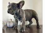 French Bulldog PUPPY FOR SALE ADN-839609 - Reduced Price Frenchie