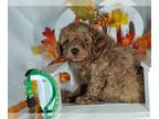 Poodle (Toy) PUPPY FOR SALE ADN-839605 - Matteo red poodle