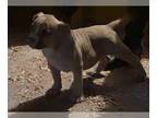American Bulldog-American Bully Mix PUPPY FOR SALE ADN-839597 - AMERICAN BULLY