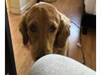 Golden Retriever PUPPY FOR SALE ADN-839587 - AKC Golden retrievers