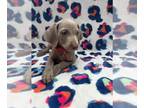 Weimaraner PUPPY FOR SALE ADN-839568 - Female