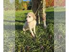 Great Pyrenees PUPPY FOR SALE ADN-839563 - Great Pyrenees puppy
