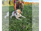 Great Pyrenees PUPPY FOR SALE ADN-839561 - Great Pyrenees puppy