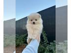 Pomeranian PUPPY FOR SALE ADN-839560 - Daisy