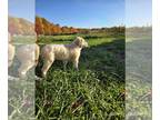 Great Pyrenees PUPPY FOR SALE ADN-839557 - Great Pyrenees puppy