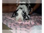 Great Dane PUPPY FOR SALE ADN-839555 - 100 European great Danes AKC