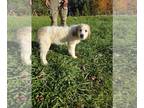 Great Pyrenees PUPPY FOR SALE ADN-839553 - Great Pyrenees puppy