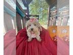 Maltipoo PUPPY FOR SALE ADN-839505 - HOLD ME IS A MALTIPO FEMALE