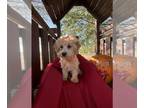 Maltipoo PUPPY FOR SALE ADN-839504 - HELPER IS A MALTIPO GIRL
