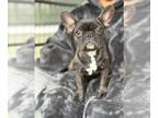 French Bulldog PUPPY FOR SALE ADN-839501 - AkC french bulldogs