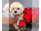 Maltipoo PUPPY FOR SALE ADN-839479 - Maltipoos