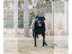 Australian Cattle Dog-Labrador Retriever Mix DOG FOR ADOPTION ADN-839547 -