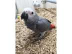 KBKVBF African Grey Parrot for sale