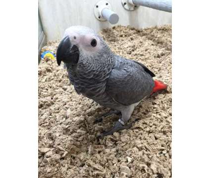 KBKVBF African Grey Parrot for sale is a free Grey Free Stuff in Prince NY