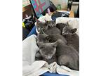 5 Kittens, Domestic Shorthair For Adoption In Brooklyn, New York