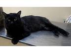 Felix, Domestic Longhair For Adoption In Manchester, New Hampshire