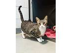Montie, Domestic Shorthair For Adoption In Troy, Virginia