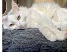 Trooper, Turkish Van For Adoption In Oakland, California