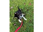 Bree, Terrier (unknown Type, Small) For Adoption In Bedford Hills, New York