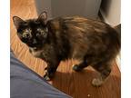 Carlie, Maine Coon For Adoption In Livonia, Michigan