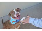Scorpio, American Staffordshire Terrier For Adoption In Mckinney, Texas