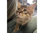 Orpheus, Domestic Longhair For Adoption In Island Lake, Illinois