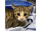 Achilles, Domestic Shorthair For Adoption In Island Lake, Illinois